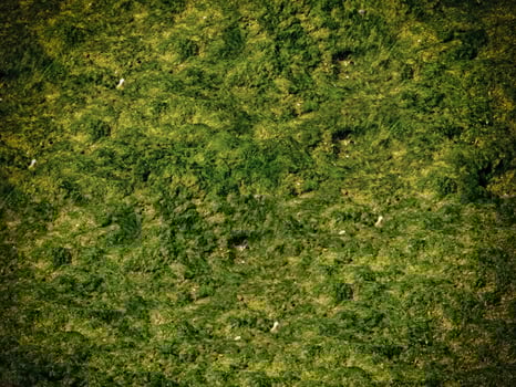 Texture Of Dark Seaweed At The Sea photo