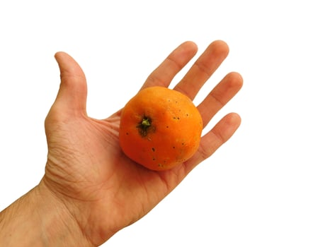 tangerines on hand photo