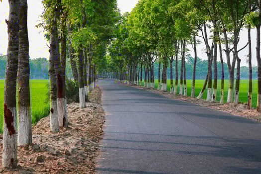 Road in the middle of the rice field with tree in the morning photo