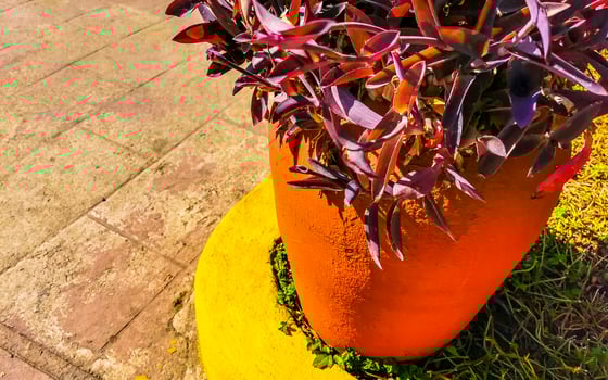Tropical red pink purple plant in Puerto Escondido Mexico. photo