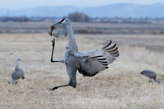 Migrating Greater Sandhill Cranes in Monte Vista, Colorado photo