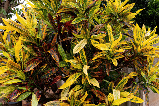 Variegated Croton Plant photo