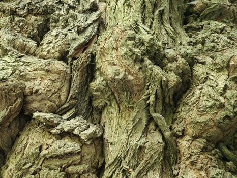 Deciduous tree bark. Tree bark texture. Vintage background photo