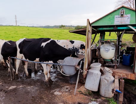 Process of milking the cows. Dairy cow milking, milking routines. photo