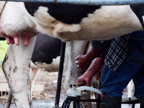 Process of milking the cows. Dairy cow milking, milking routines. photo