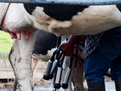 Process of milking the cows. Dairy cow milking, milking routines. photo