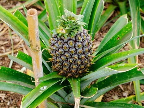 Pineapple plantation, greenhouse in Sao Miguel Island in the Azores, Portugal. Tropical and exotic fruit plantation. photo