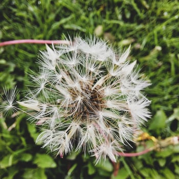 Beautiful dandelion flowers with flying feathers photo