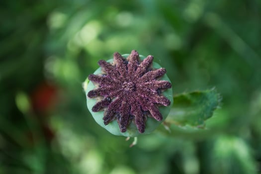 Poppy flower without petals close up. photo