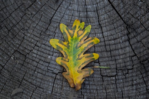 The autumn oak leaf on a grey wooden background. photo