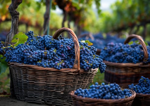 AI generated Baskets full of grapes in vineyard photo