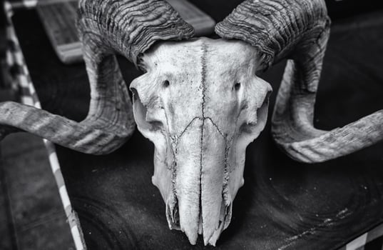 Goat skull with horns photo