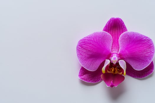 The mockup of a beautiful pink orchid on blank paper showcases a delicate and elegant floral design. photo