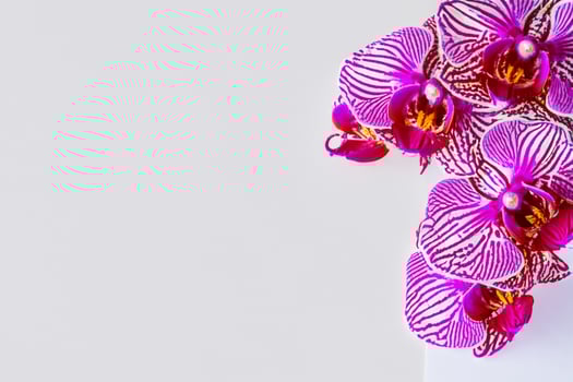 The mockup of a beautiful pink orchid on blank paper showcases a delicate and elegant floral design. photo