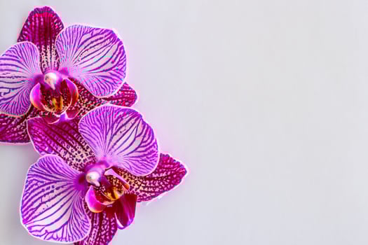 The mockup of a beautiful pink orchid on blank paper showcases a delicate and elegant floral design. photo