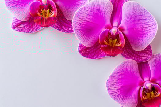 The mockup of a beautiful pink orchid on blank paper showcases a delicate and elegant floral design. photo