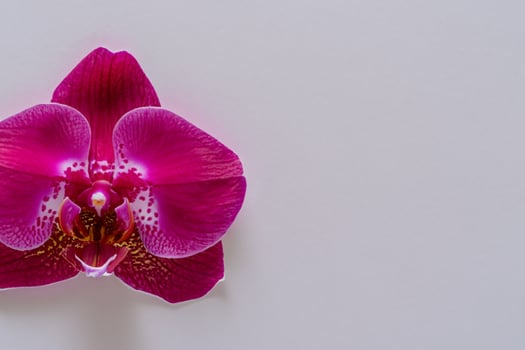 The mockup of a beautiful red orchid on blank paper showcases an elegant floral design, perfect for creative projects photo