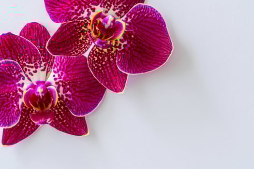 The mockup of a beautiful red orchid on blank paper showcases an elegant floral design, perfect for creative projects photo