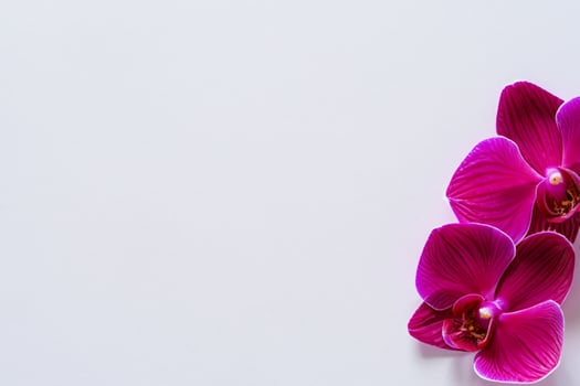 The mockup of a beautiful red orchid on blank paper showcases an elegant floral design, perfect for creative projects photo