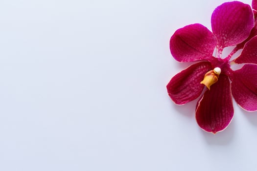 The mockup of a beautiful red orchid on blank paper showcases an elegant floral design, perfect for creative projects photo