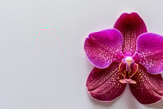 The mockup of a beautiful red orchid on blank paper showcases an elegant floral design, perfect for creative projects photo