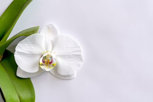 Ethereal Elegance Mockup of Beautiful White Orchid on Blank Paper, Ideal for Creative Projects and Artistic Presentations, Highlighting Natural Beauty and Grace photo