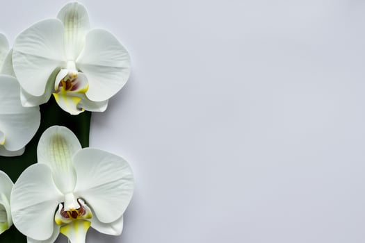 Ethereal Elegance Mockup of Beautiful White Orchid on Blank Paper, Ideal for Creative Projects and Artistic Presentations, Highlighting Natural Beauty and Grace photo