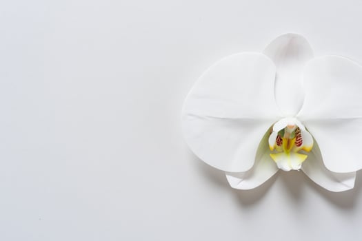 Ethereal Elegance Mockup of Beautiful White Orchid on Blank Paper, Ideal for Creative Projects and Artistic Presentations, Highlighting Natural Beauty and Grace photo