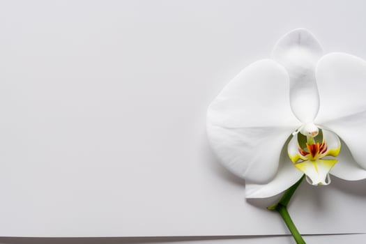 Ethereal Elegance Mockup of Beautiful White Orchid on Blank Paper, Ideal for Creative Projects and Artistic Presentations, Highlighting Natural Beauty and Grace photo