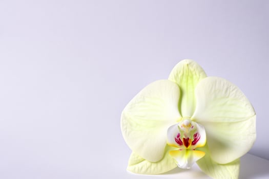 Ethereal Elegance Mockup of Beautiful White Orchid on Blank Paper, Ideal for Creative Projects and Artistic Presentations, Highlighting Natural Beauty and Grace photo