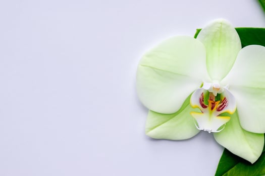 Ethereal Elegance Mockup of Beautiful White Orchid on Blank Paper, Ideal for Creative Projects and Artistic Presentations, Highlighting Natural Beauty and Grace photo