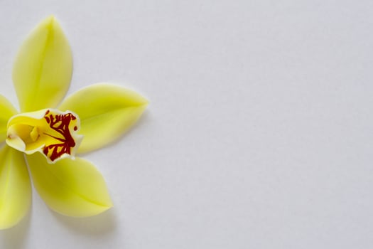 Radiant Splendor Mockup of Beautiful Yellow Orchid on Blank Paper, Perfect for Creative Projects and Artistic Presentations, Illuminating Natural Beauty and Grace photo