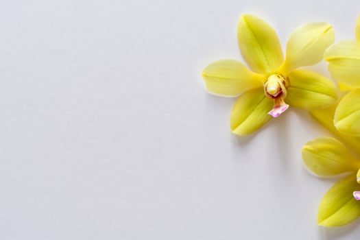 Radiant Splendor Mockup of Beautiful Yellow Orchid on Blank Paper, Perfect for Creative Projects and Artistic Presentations, Illuminating Natural Beauty and Grace photo