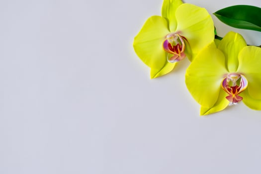 Radiant Splendor Mockup of Beautiful Yellow Orchid on Blank Paper, Perfect for Creative Projects and Artistic Presentations, Illuminating Natural Beauty and Grace photo