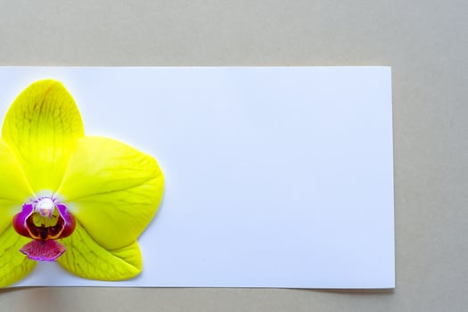 Radiant Splendor Mockup of Beautiful Yellow Orchid on Blank Paper, Perfect for Creative Projects and Artistic Presentations, Illuminating Natural Beauty and Grace photo