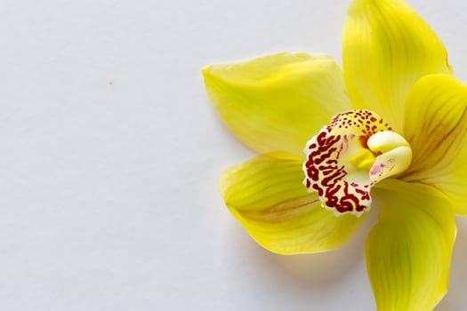 Radiant Splendor Mockup of Beautiful Yellow Orchid on Blank Paper, Perfect for Creative Projects and Artistic Presentations, Illuminating Natural Beauty and Grace photo