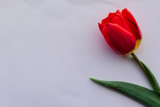 Beautiful Red Tulip Beauty on Blank Paper, Capturing Timeless Elegance and Vibrant Charm, Perfect for Artistic Presentations and Creative Projects photo