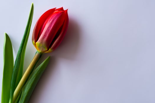 Beautiful Red Tulip Beauty on Blank Paper, Capturing Timeless Elegance and Vibrant Charm, Perfect for Artistic Presentations and Creative Projects photo