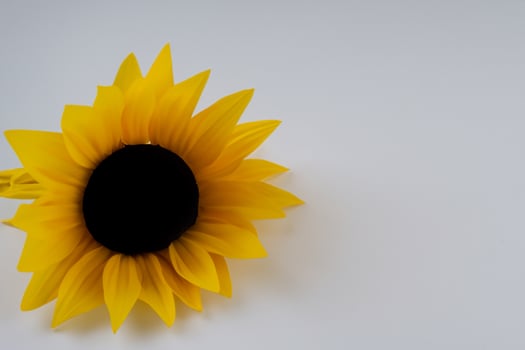 The Radiant Beauty of a Sunflower on a Pristine White Background Captures the Essence of Nature's Joyful Splendor Highlighting the Vibrant Yellow Petals and Contrasting Dark Center photo