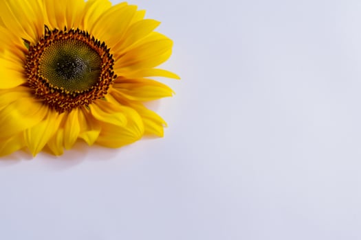 The Radiant Beauty of a Sunflower on a Pristine White Background Captures the Essence of Nature's Joyful Splendor Highlighting the Vibrant Yellow Petals and Contrasting Dark Center photo