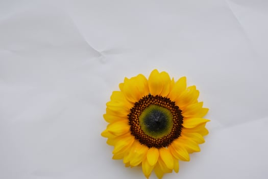 The Radiant Beauty of a Sunflower on a Pristine White Background Captures the Essence of Nature's Joyful Splendor Highlighting the Vibrant Yellow Petals and Contrasting Dark Center photo