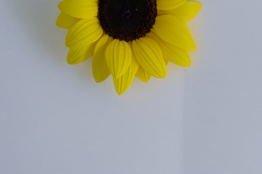 The Radiant Beauty of a Sunflower on a Pristine White Background Captures the Essence of Nature's Joyful Splendor Highlighting the Vibrant Yellow Petals and Contrasting Dark Center photo
