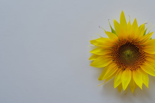 The Radiant Beauty of a Sunflower on a Pristine White Background Captures the Essence of Nature's Joyful Splendor Highlighting the Vibrant Yellow Petals and Contrasting Dark Center photo