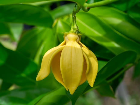 fragrant flowers of climbing ylang-ylang photo