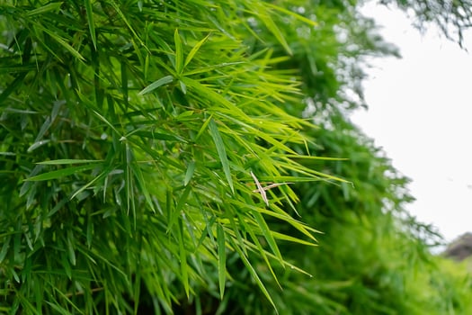 Green bamboo leaf with space background. photo