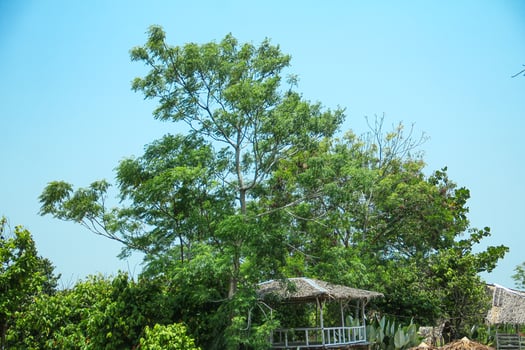 Tree huts made of wood and traditional roofs are located next to lush trees photo