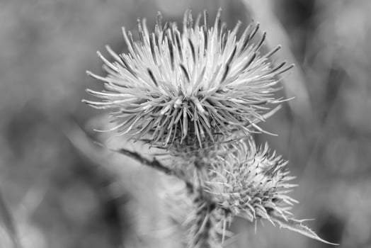 Beautiful growing flower root burdock thistle on background meadow photo
