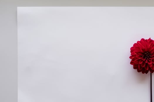 Beautiful Red Flower on White Background Mockup Capturing the Timeless Elegance of Floral Simplicity photo