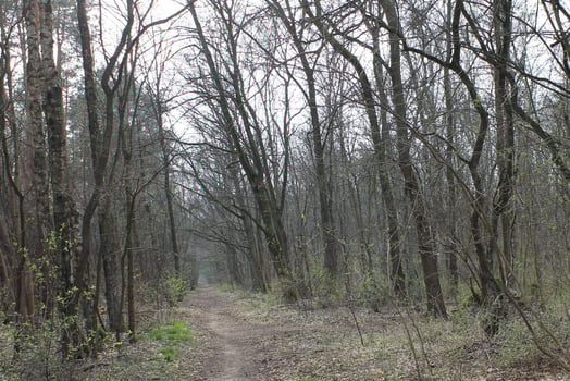 nature background photo