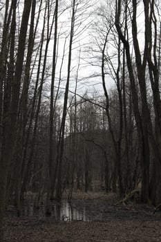 nature background photo